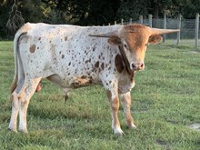 Dunn Jazzed Up Bull Calf