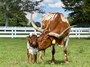 Jessie with 50 Amp bull calf