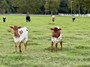 50 Amp bull calves