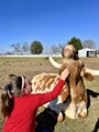 Farm visitor Mia scratching Jazzy